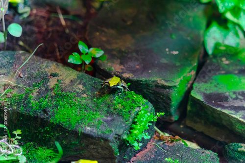 Green Mantella Frog in pond photo