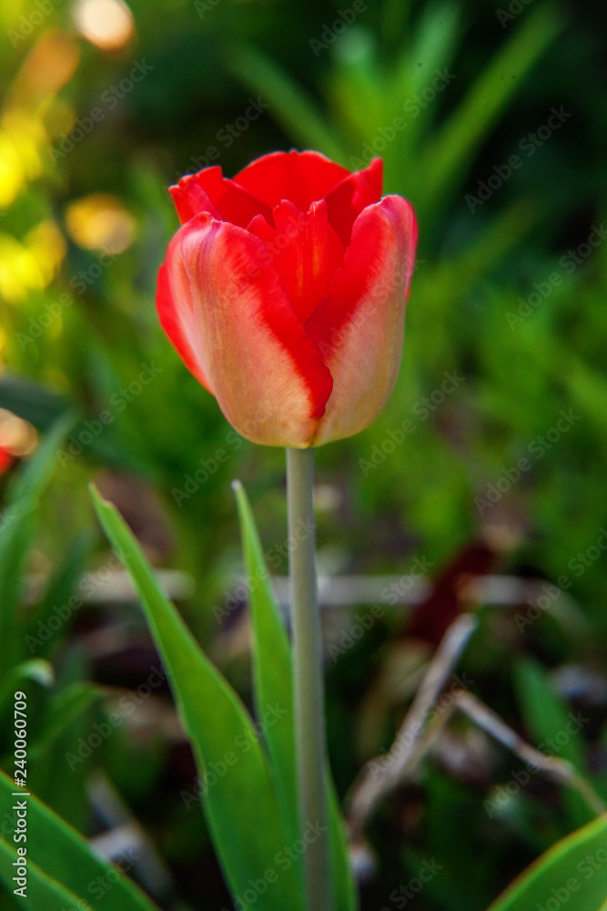 Flower red tulip start to bloom buds. Inspirational natural floral spring or summer blooming garden or park under soft sunlight and blurred bokeh background. Colorful blooming ecology nature landscape Flower red tulip start to bloom buds. Inspirational natural floral spring or summer blooming garden or park under soft sunlight and blurred bokeh background. Colorful blooming ecology nature landscape