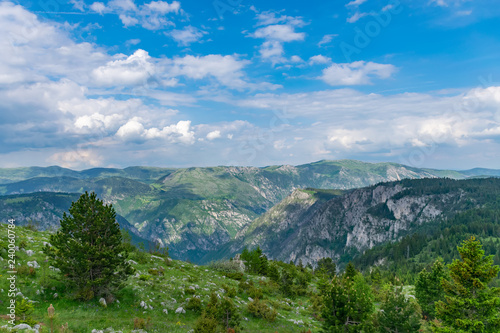 Coniferous forest grows on the slope of the canyon.