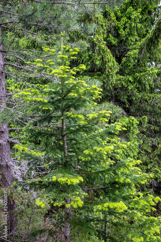 Young branches grew from spruce in summer