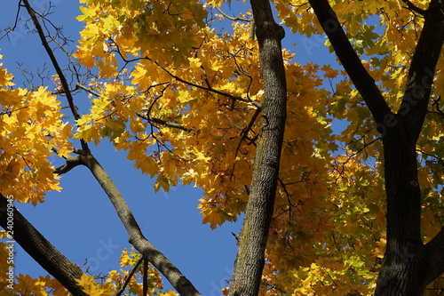Yellow acorn autumn leaves contrast against blue sky