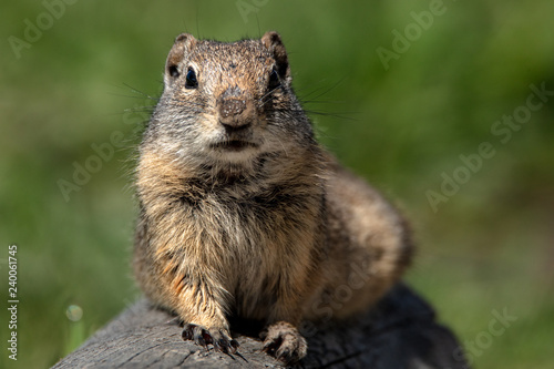 Ground Squirrel  © Jennifer