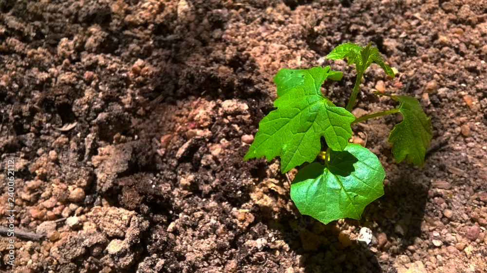 Planta Planta