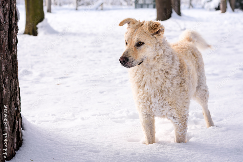 Obraz premium Dog on the snow