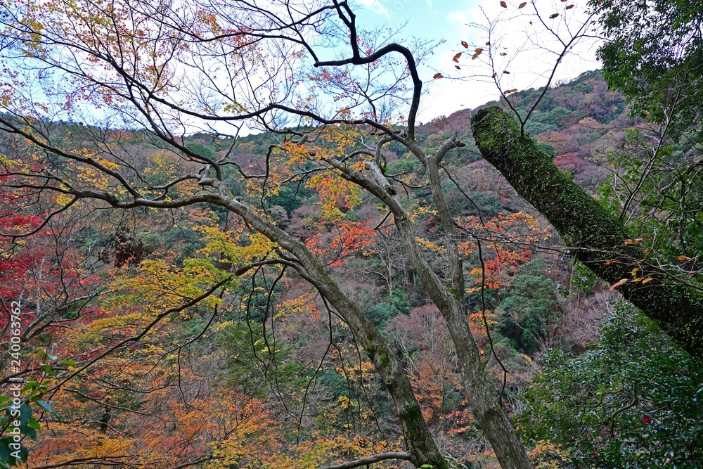 晩秋の箕面山のカラフル紅葉