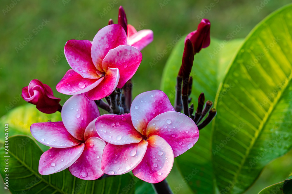 Frangipani flowers with water drops. Frangipani flowers with water drops.