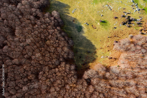 Aerial view of the Italian wild forest with tall and colorful trees. Winter season in Italy.