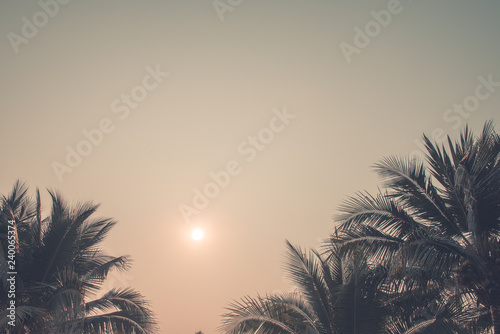 Palm trees against sky and sunlight  Palm trees at tropical coast  vintage toned and stylized  coconut tree summer tree  retro