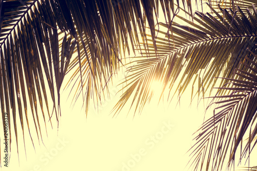 Palm trees against sky  Palm trees at tropical coast  vintage toned and stylized  coconut tree summer tree  retro