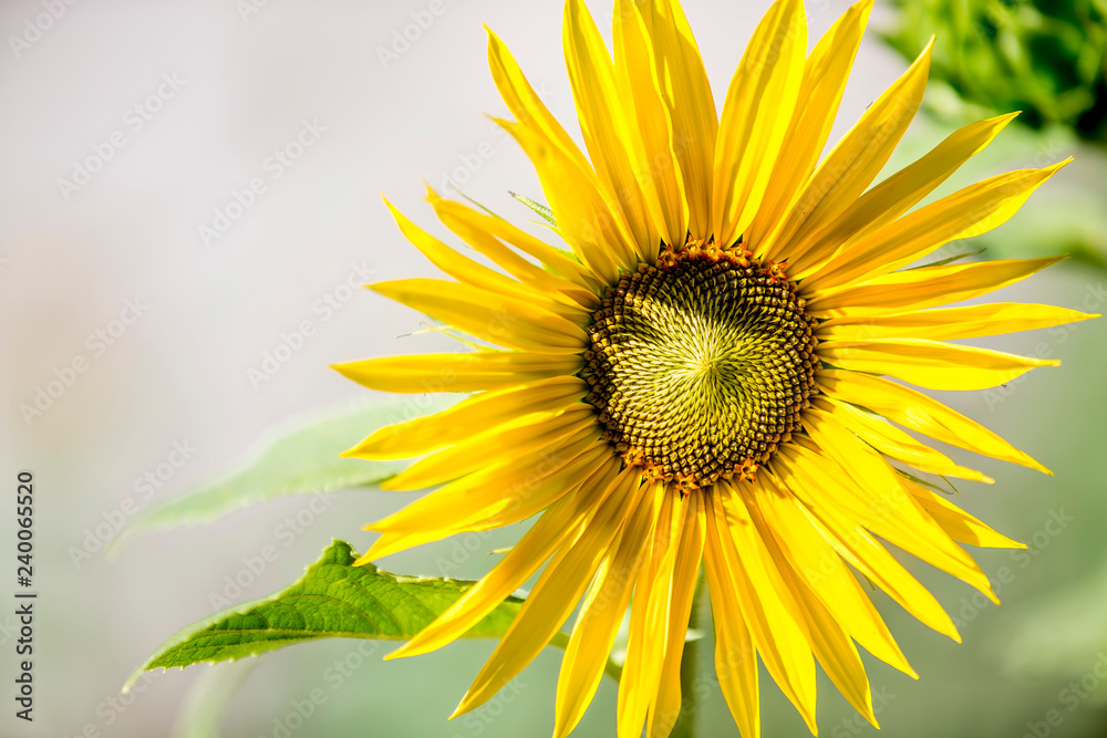 yellow flower and leaves of green yellow flower and leaves of green