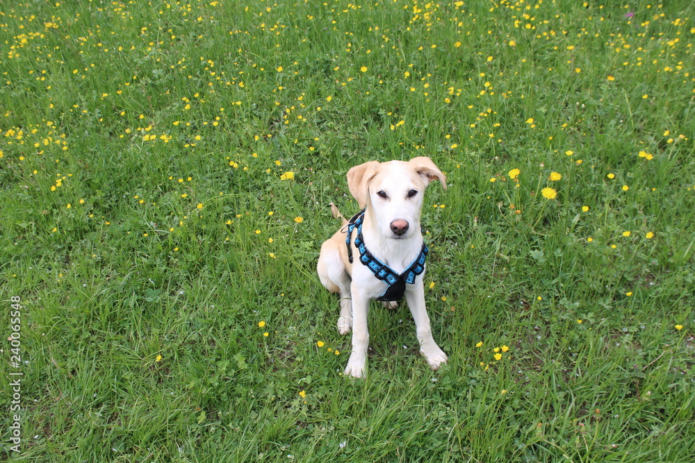 Junger Hund sitzt auf einer Wiese