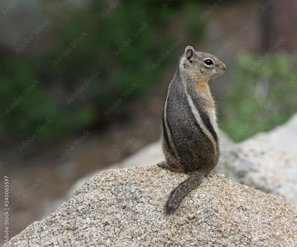 A Golden-mantled Ground Squirrel (Callospermophilus lateralis) standing on a rock. Shot in Estes Park, Colorado, USA.. A Golden-mantled Ground Squirrel (Callospermophilus lateralis) standing on a rock. Shot in Estes Park, Colorado, USA..