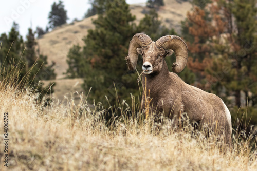 Bighorn Warrior Stops for a Pose (while feeding)