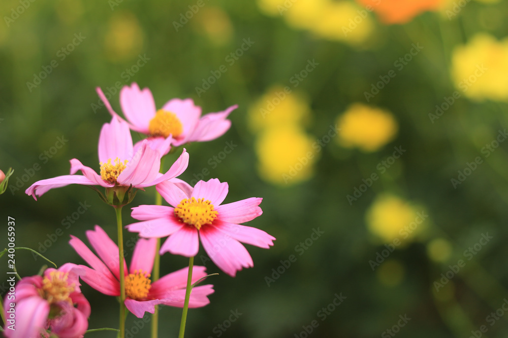 pink cosmos flower in the field and blurred background with selective focus. pink cosmos flower in the field and blurred background with selective focus.