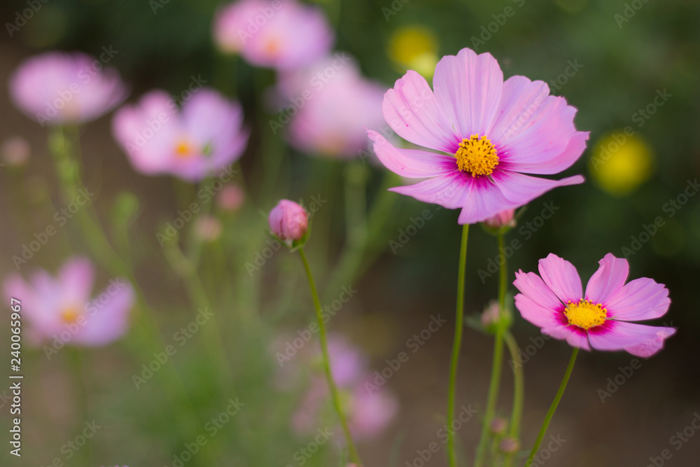 Purple cosmos flower in the field and blurred background with selective focus. Purple cosmos flower in the field and blurred background with selective focus.