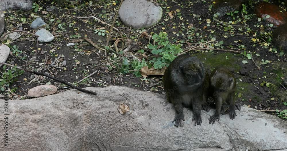 Allen's Swamp Monkey mother young playing San Diego. Small, stout monkeys with brown to gray fur and long tails. Highly social primates live in central Africa's swamp forests.
