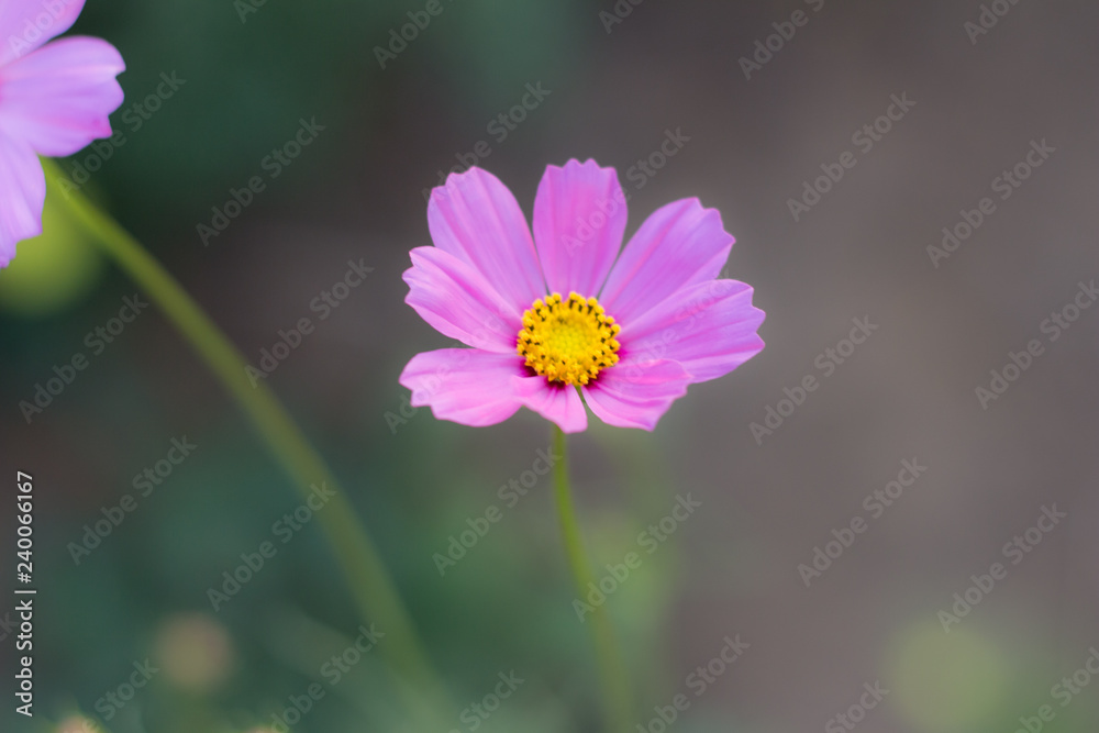 Purple cosmos flower in the field and blurred background with selective focus. Purple cosmos flower in the field and blurred background with selective focus.