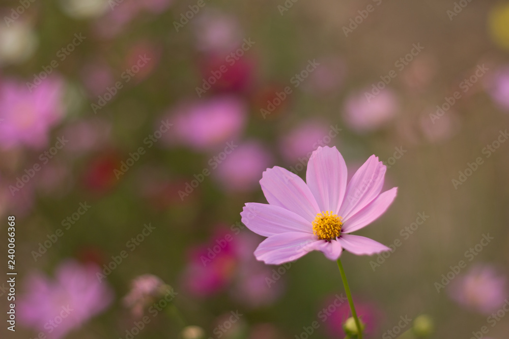 pink cosmos flower in the field and blurred background with selective focus. pink cosmos flower in the field and blurred background with selective focus.