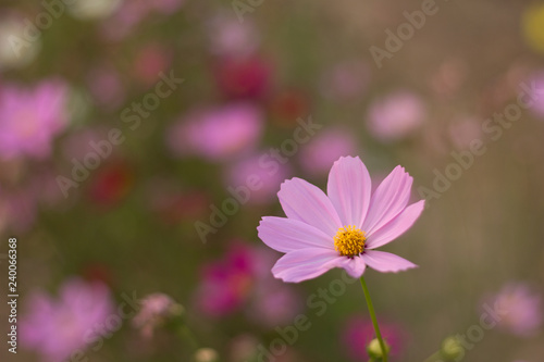 pink cosmos flower in the field and blurred background with selective focus.