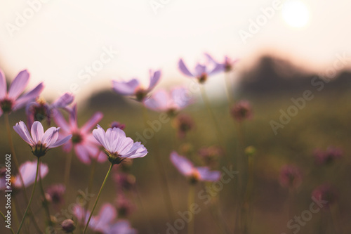 pink cosmos flower in the field and blurred background with selective focus.