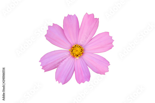 Pink Cosmos flower on white background with clipping path.