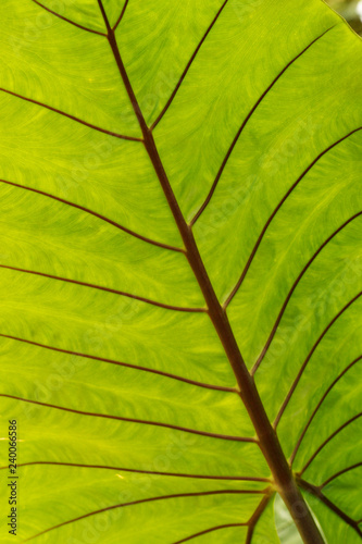 Backlit large leaf, red veins.