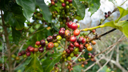 The tree Arabica coffee its result of it is called cherries they are starting to ripen so there are colors red yellow green mingle on a branch and green leaves look natural to look beautiful.