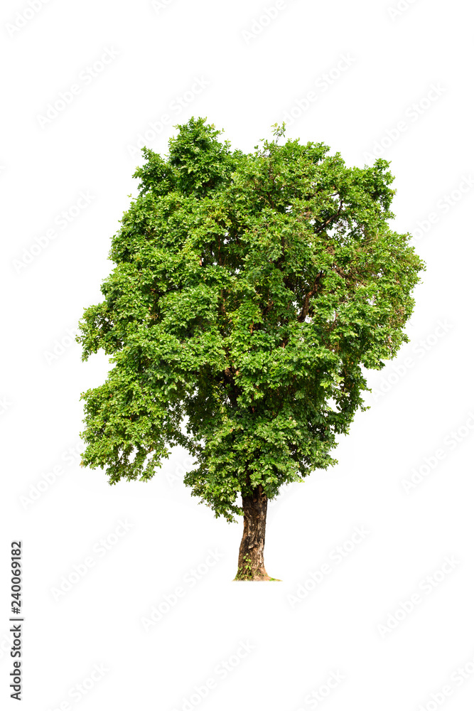 Green Tree on white background Green Tree on white background