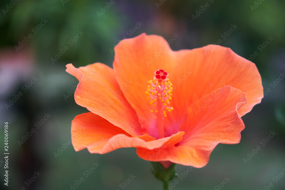close focus on  pollen of orange hibiscus flower 