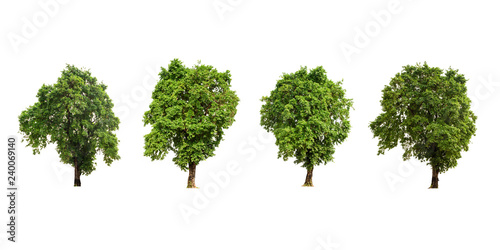 Set 4 of Green Tree on white background