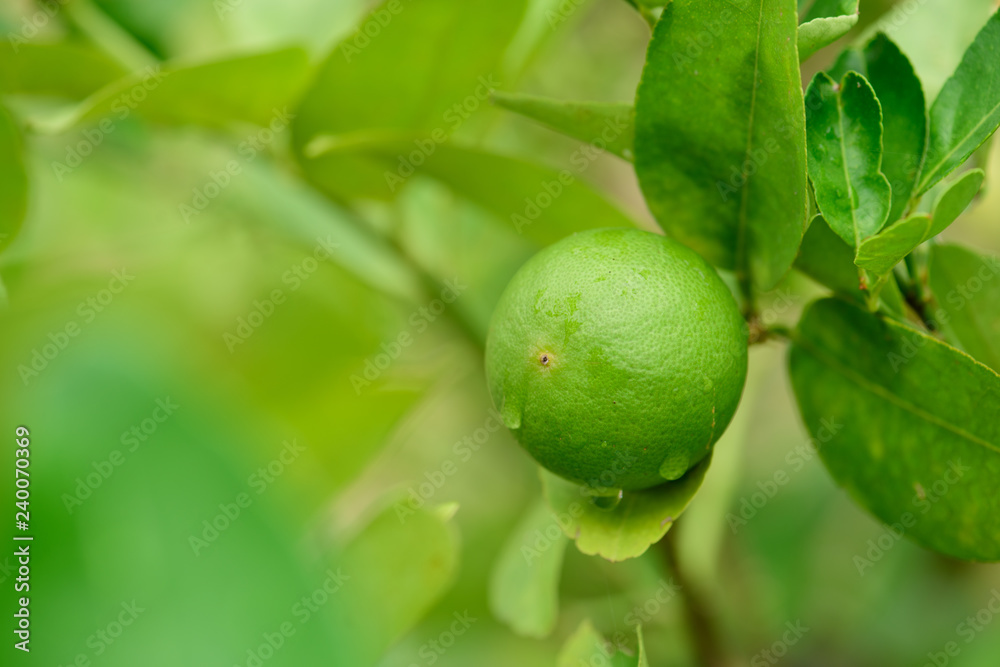 Fresh Lime green tree hanging from the branches of it.Green Lemon Fresh Lime green tree hanging from the branches of it.Green Lemon