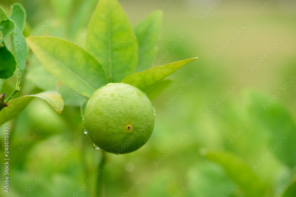 Fresh Lime green tree hanging from the branches of it.Green Lemon