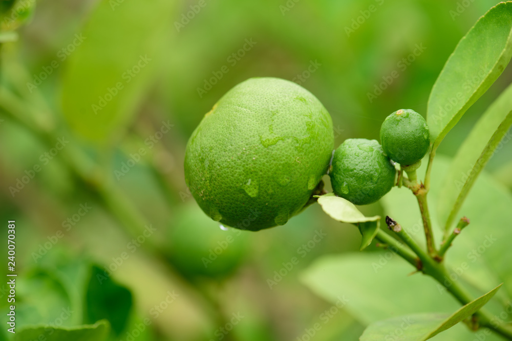 Fresh Lime green tree hanging from the branches of it.Green Lemon Fresh Lime green tree hanging from the branches of it.Green Lemon