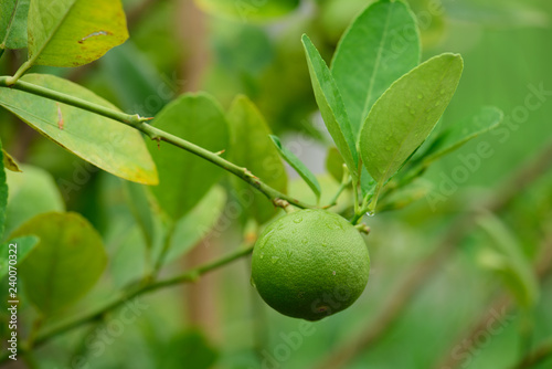 Fresh Lime green tree hanging from the branches of it.Green Lemon