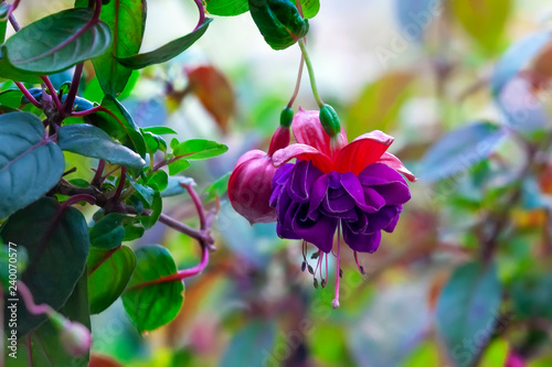 Purple hanging Fuchsia flowers
