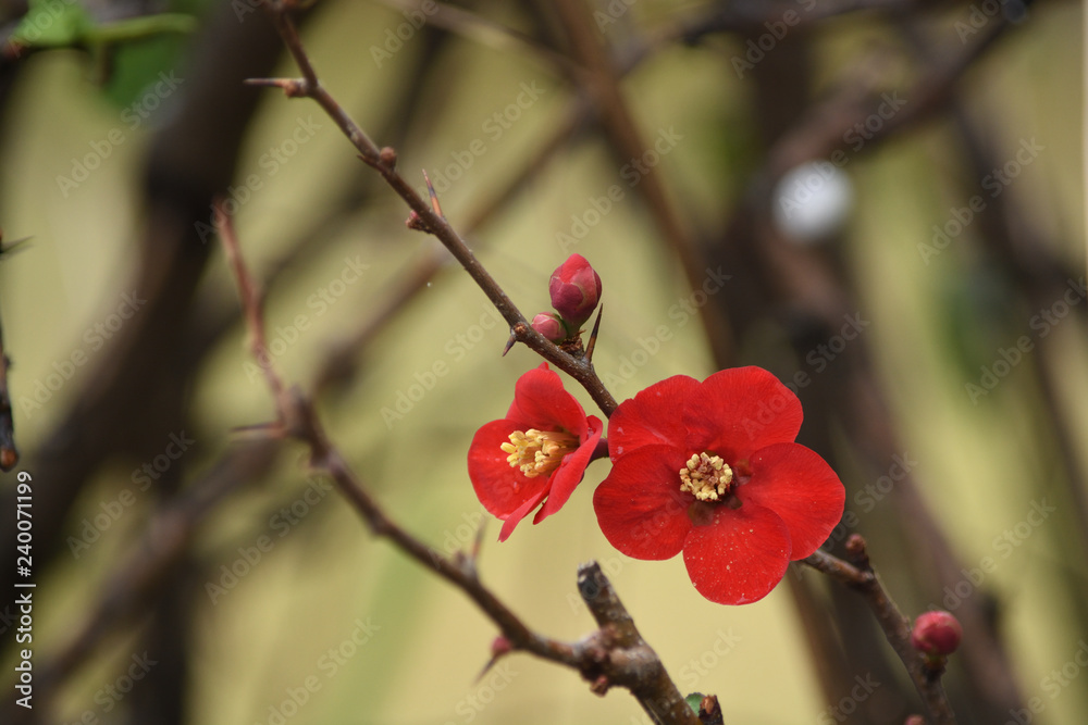 Beautiful Winter Flower Of Japanese Quince Beautiful Winter Flower Of Japanese Quince