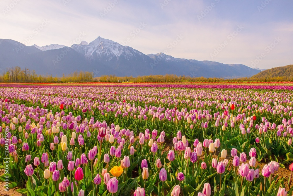 Rows of colorful tulips in spring with snow covered mountain in the background