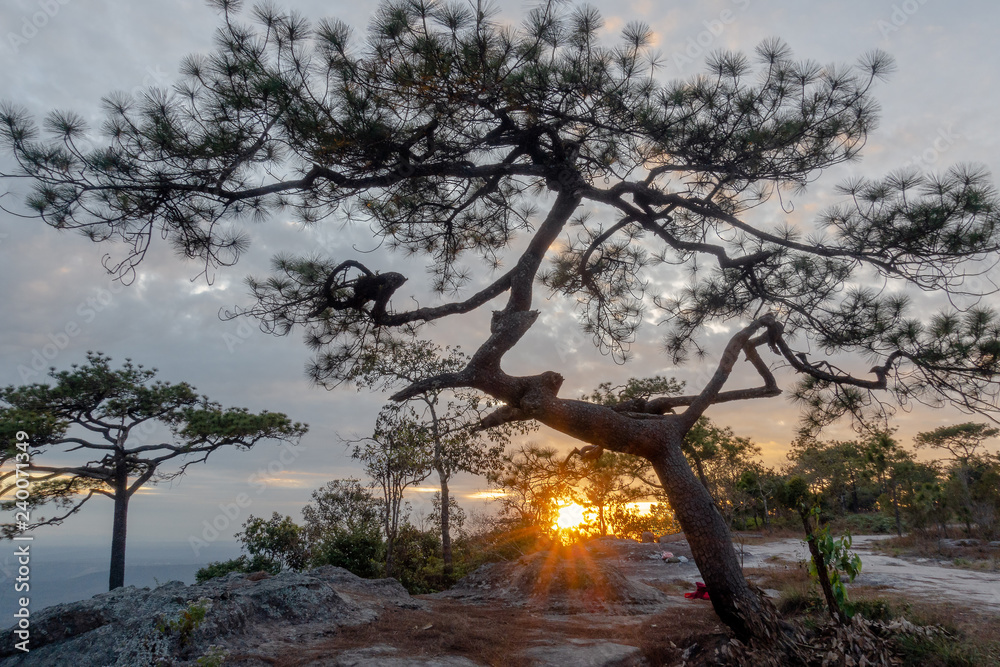 Fototapeta premium tree in yellowstone national park
