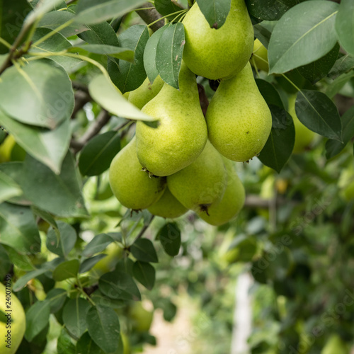 Low Hanging Fruit Pears