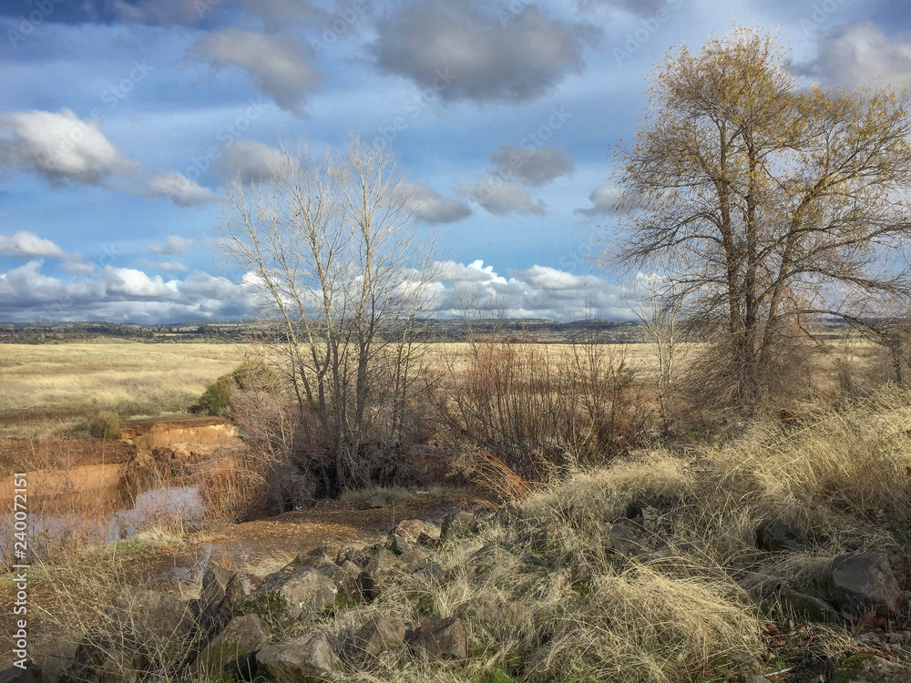 Rocky, winter, northern, california scenic of  dry grasses, trees and blue, cloudy sky