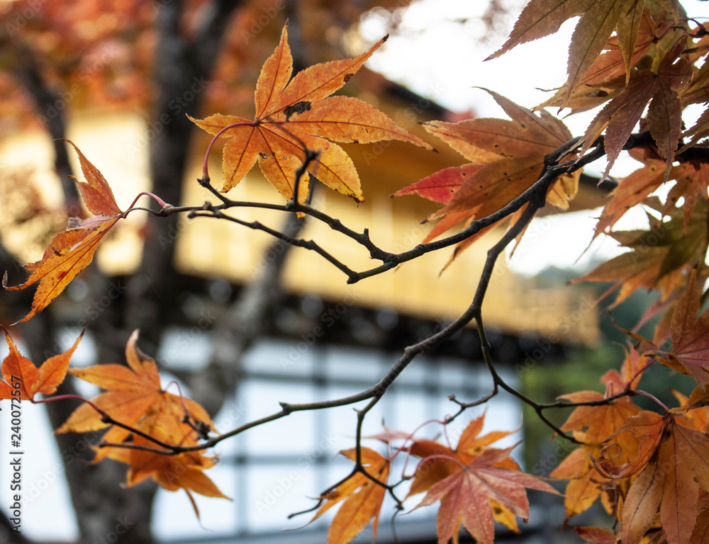 Autumn in Japan features acre leaves in red as autumn effect Autumn in Japan features acre leaves in red as autumn effect