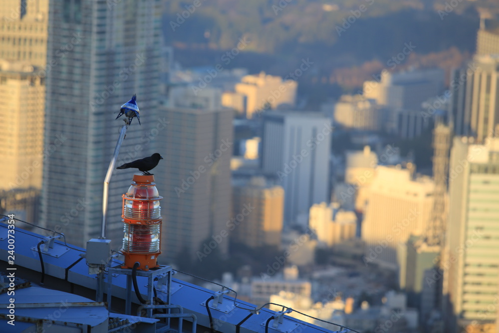 Crow stand on the top of tokyo, japan