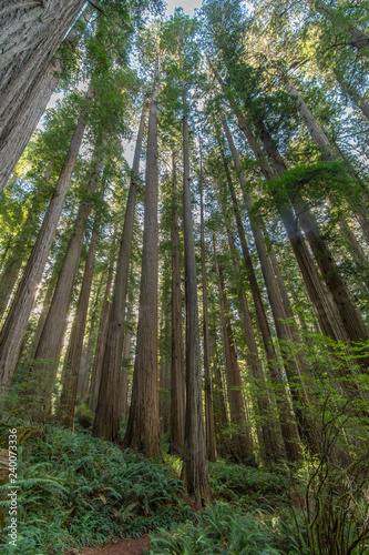 Jedediah Smith Redwood - Boy Scout Tree Trail -