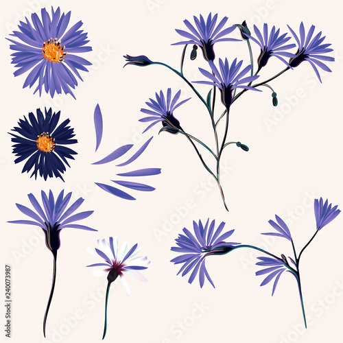 Vector collection of blue wild flowers for design