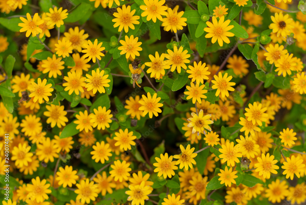 group of yellow flowers in the flower garden group of yellow flowers in the flower garden