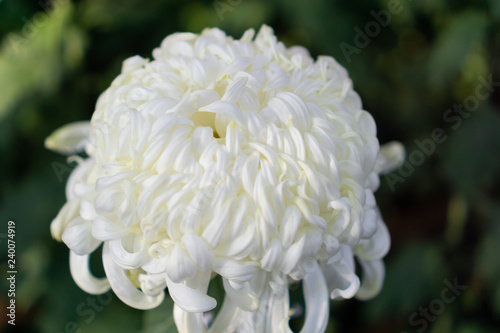 Japanese chrysanthemums on display in Tokyo, Japan