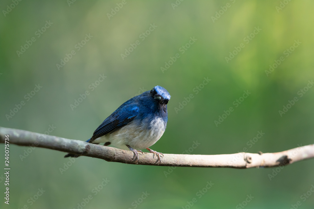 Bird behaviore in the wild,Hainan blue flycatcher..Blue and white bird perching alone on a branch in the morning sunlight looking straight at photographer,natural blurred background.