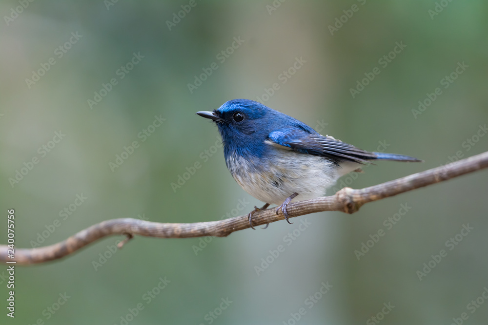 Bird behaviore in the wild,Hainan blue flycatcher..Blue and white bird perching alone on a branch in the morning sunlight,natural blurred background.