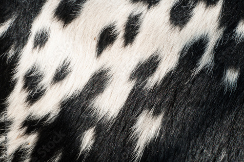 Fur texture and pattern
