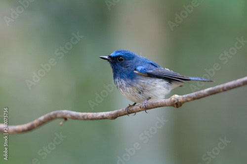 Bird behaviore in the wild,Hainan blue flycatcher..Blue and white bird perching alone on a branch in the morning sunlight,natural blurred background.